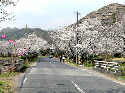 井原桜まつり：相原公園