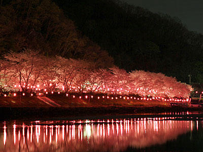 井原桜まつり：井原堤