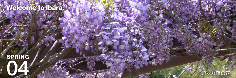 井原市観光協会