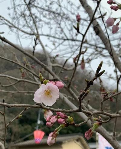 2019年3月28日（木）本日、井原堤の桜が開花しました！！.jpg