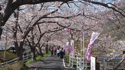 2019年4月5日（金）本日、井原堤の桜が満開を迎えました！！.jpg