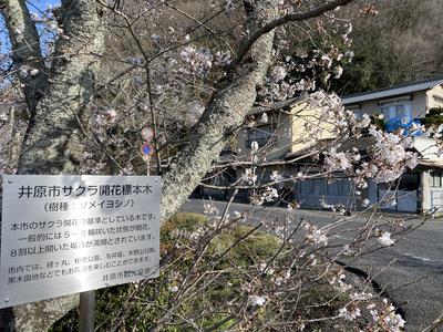 2021年3月23日（火）井原堤開花状況-1.JPG