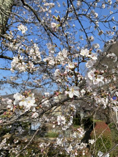 2021年3月23日（火）井原堤開花状況-2.JPG