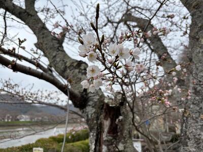 20250328_sakura.jpg