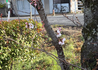 20260323_sakura.jpg