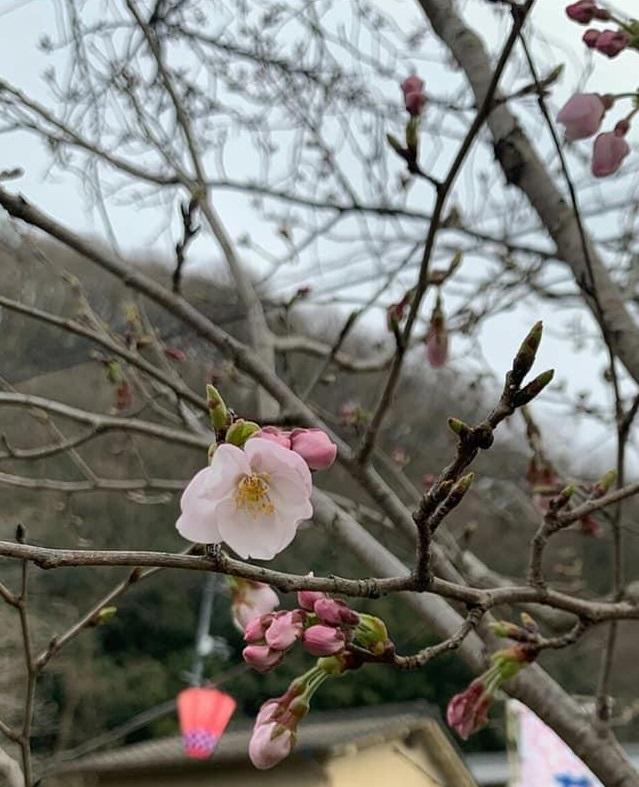2019年3月28日（木）本日、井原堤の桜が開花しました！！