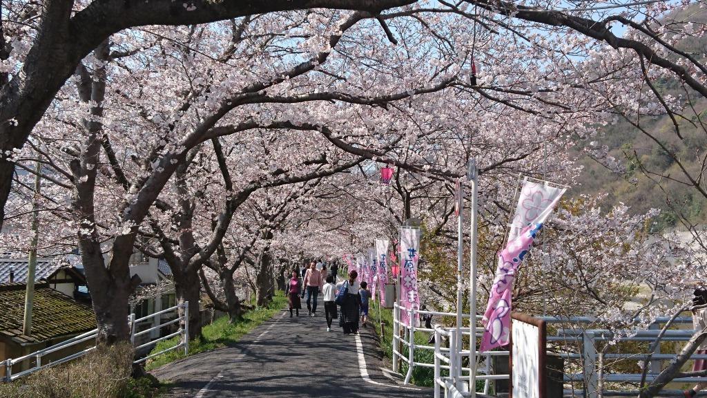 2019年4月5日（金）本日、井原堤の桜が満開を迎えました！！