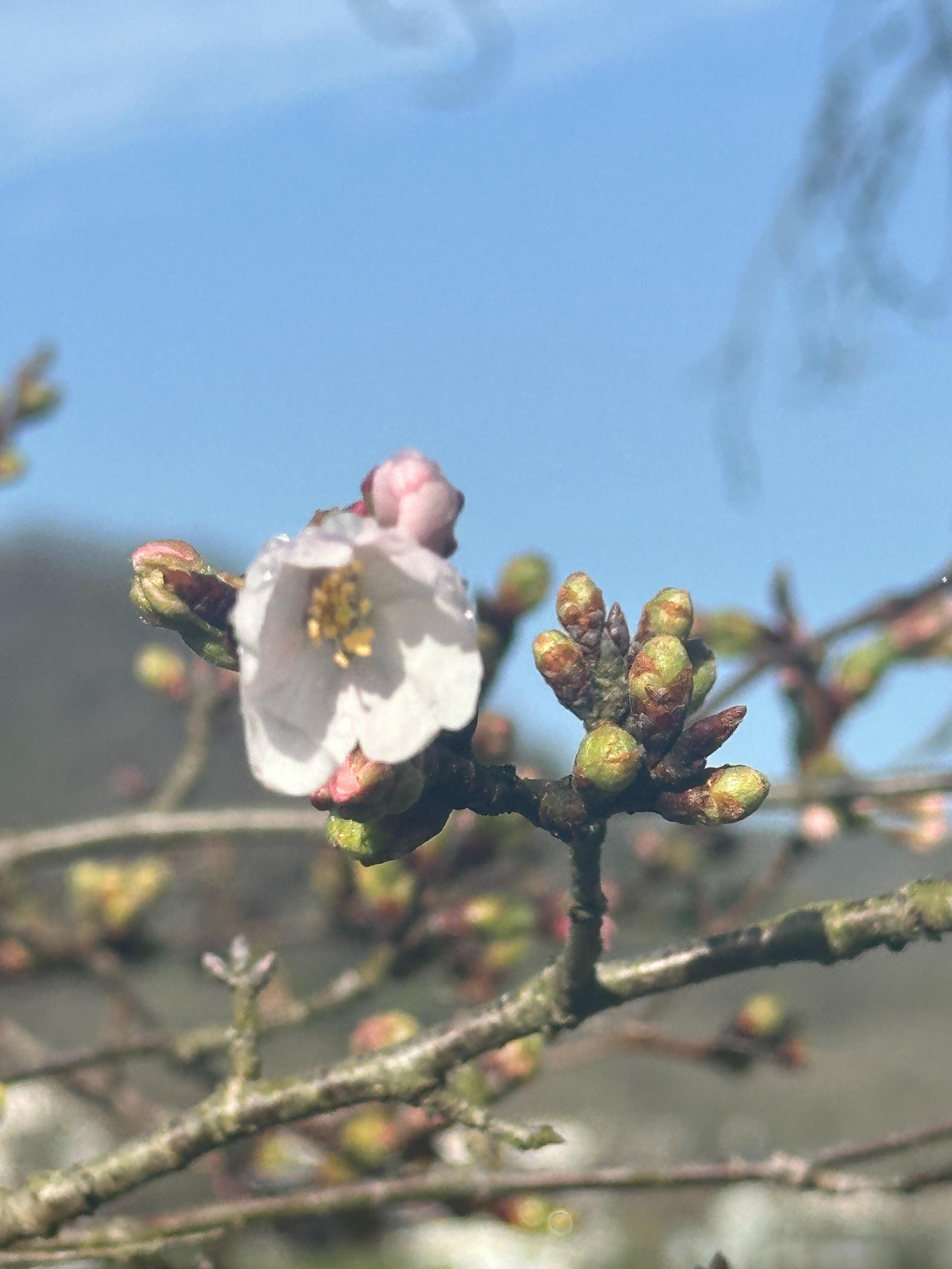 2024年3月29日（金）井原堤の桜開花のお知らせ