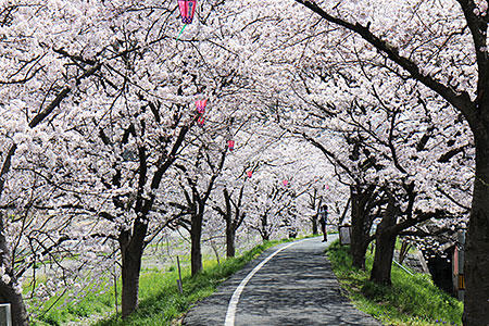 井原堤の桜