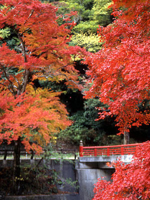 秋の紅葉橋